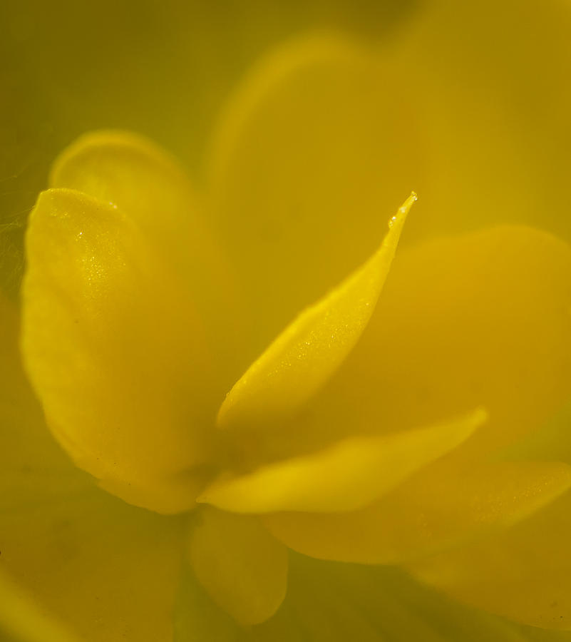 Yellow Begonia Photograph by Jane Luxton