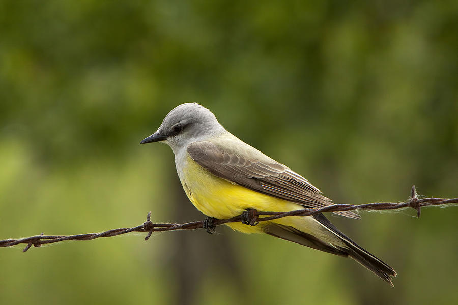 Yellow-Bellied Fence-Sitter Photograph by Gary Holmes
