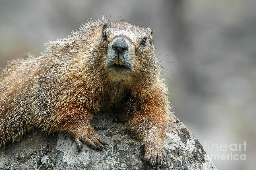 Yellow-bellied Marmot Photograph by Al Andersen