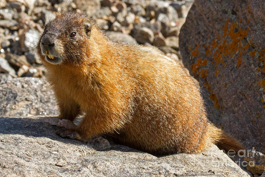 Yellow Bellied Marmot Barking in Rocky Mountain National Park Photograph by Fred Stearns