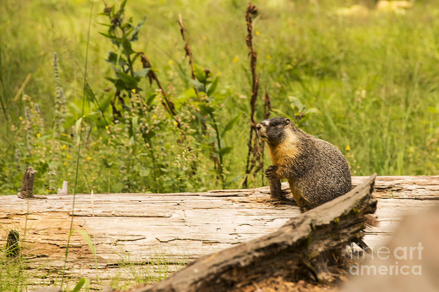 Yellow-Bellied Marmot Photograph by Bob Phillips