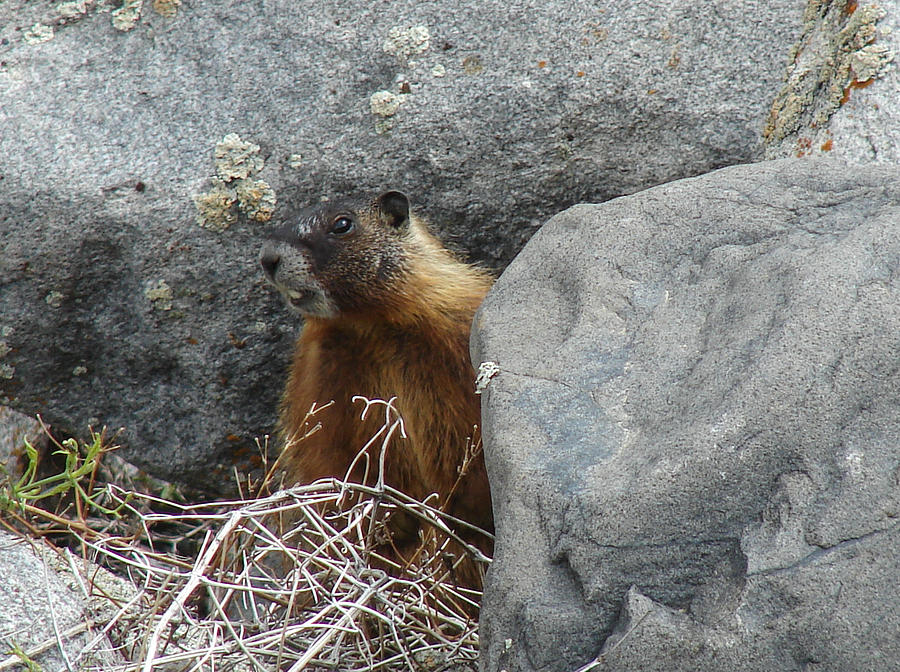 Yellow-bellied Marmot Two Photograph by Carl Moore