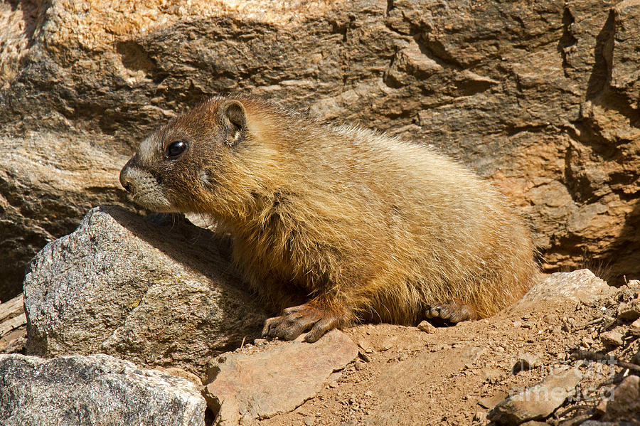 Yellow Bellied Marmot Checking out the Neighborhood in Rocky Mountain National Park Photograph by Fred Stearns