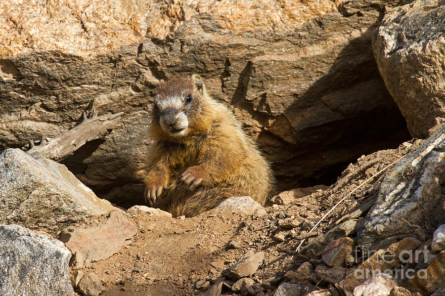 Yellow Bellied Marmot Checking out the Visitors in Rocky Mountain National Park Photograph by Fred Stearns