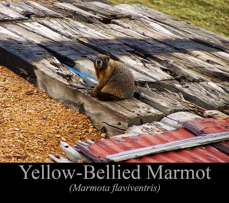 Yellow Bellied Marmot Digital Art - Yellow Bellied Marmot by Flees Photos