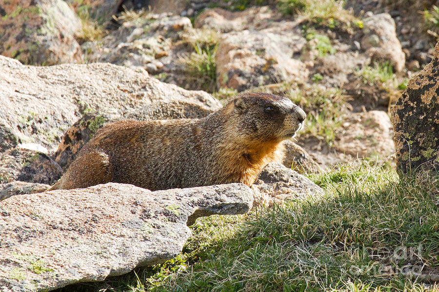 Yellow Bellied Marmot in Rocky Mountain National Park Photograph by Fred Stearns