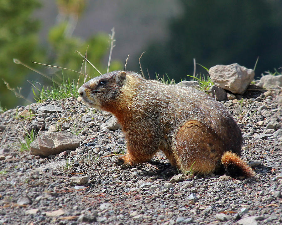 Yellow Bellied Marmot Photograph by Jemmy Archer