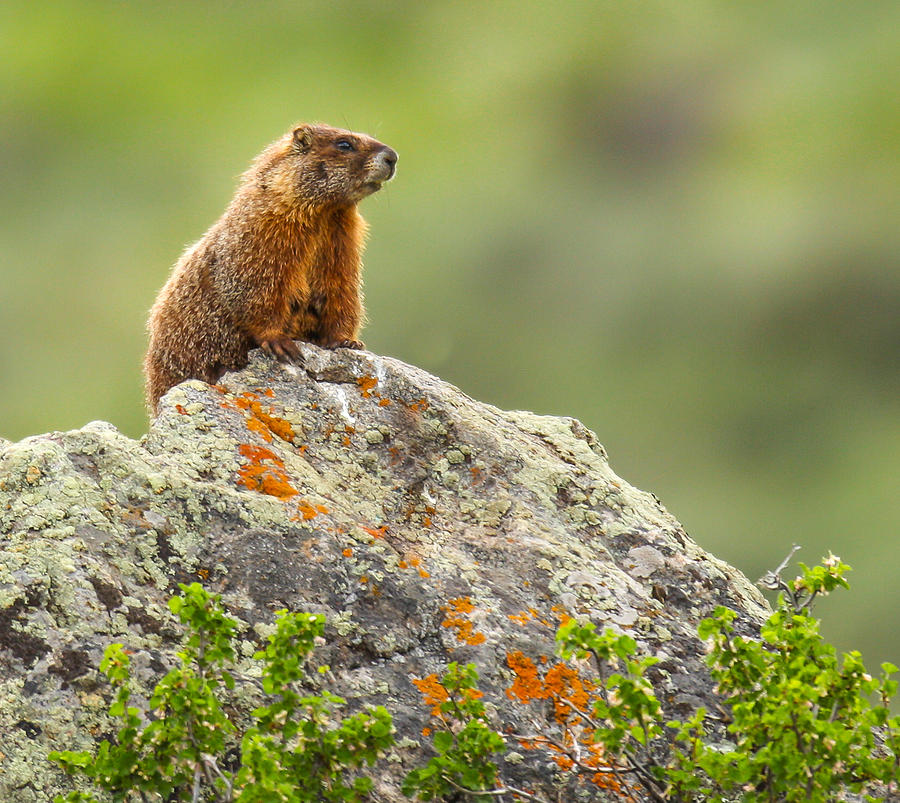Yellow Bellied Marmot Photograph by Kevin Dietrich