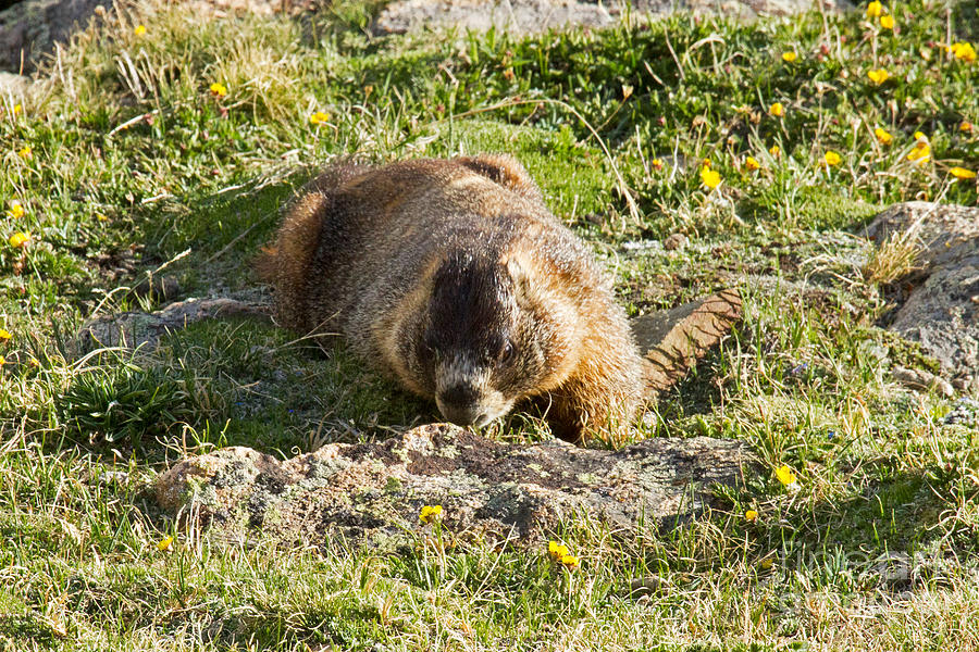 Yellow Bellied Marmot Smelling the Flowers in Rocky Mountain National Park Photograph by Fred Stearns