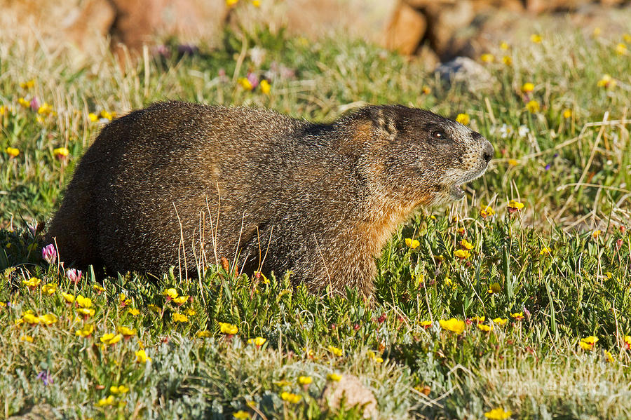 Yellow Bellied Marmot Sounding the Alert in Rocky Mountain National Park Photograph by Fred Stearns