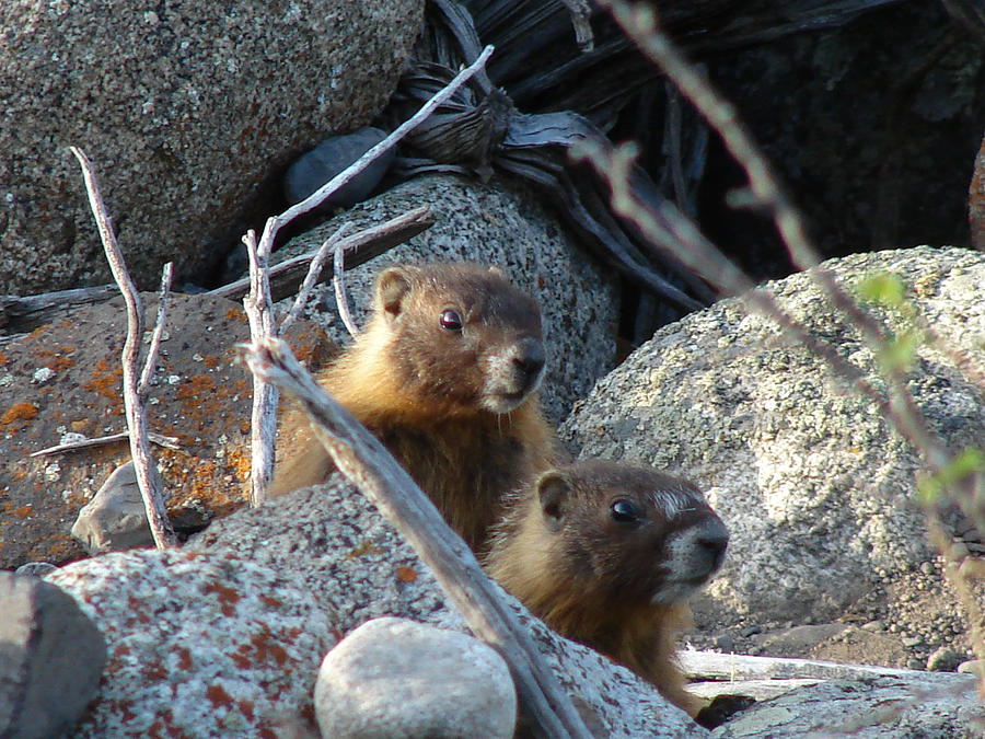 Yellow-bellied Marmots Photograph by Carl Moore