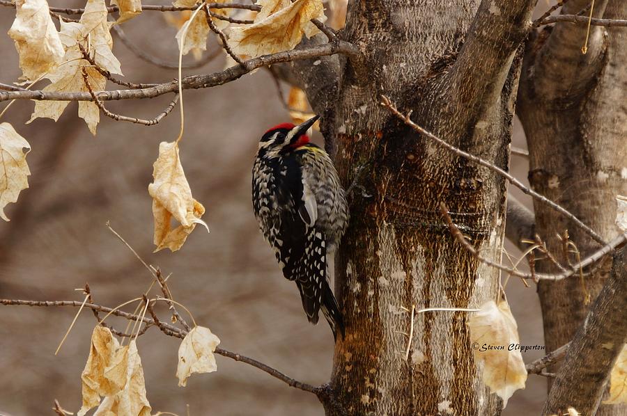Yellow-bellied Sapsucker 2 Photograph by Steven Clipperton