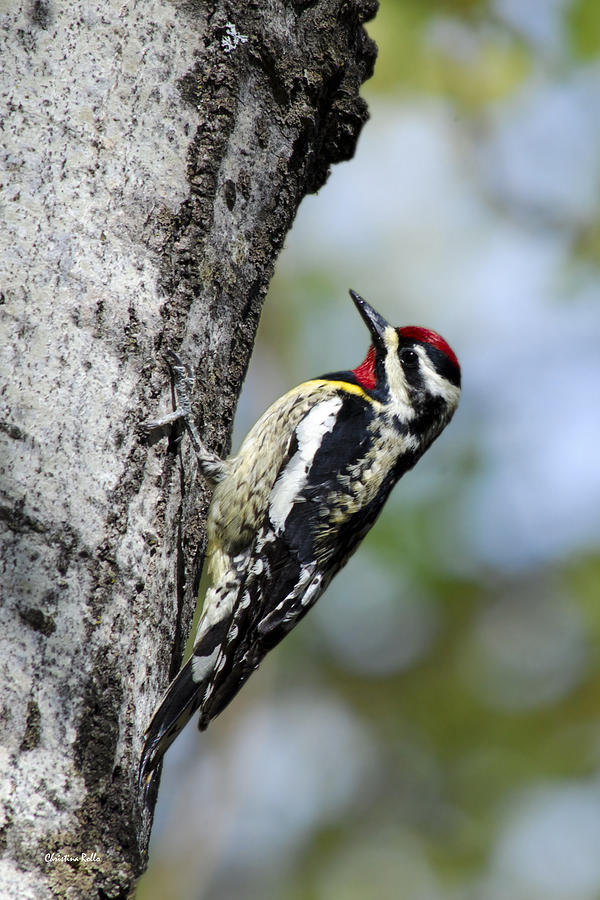 Yellow Bellied Sapsucker Photograph by Christina Rollo