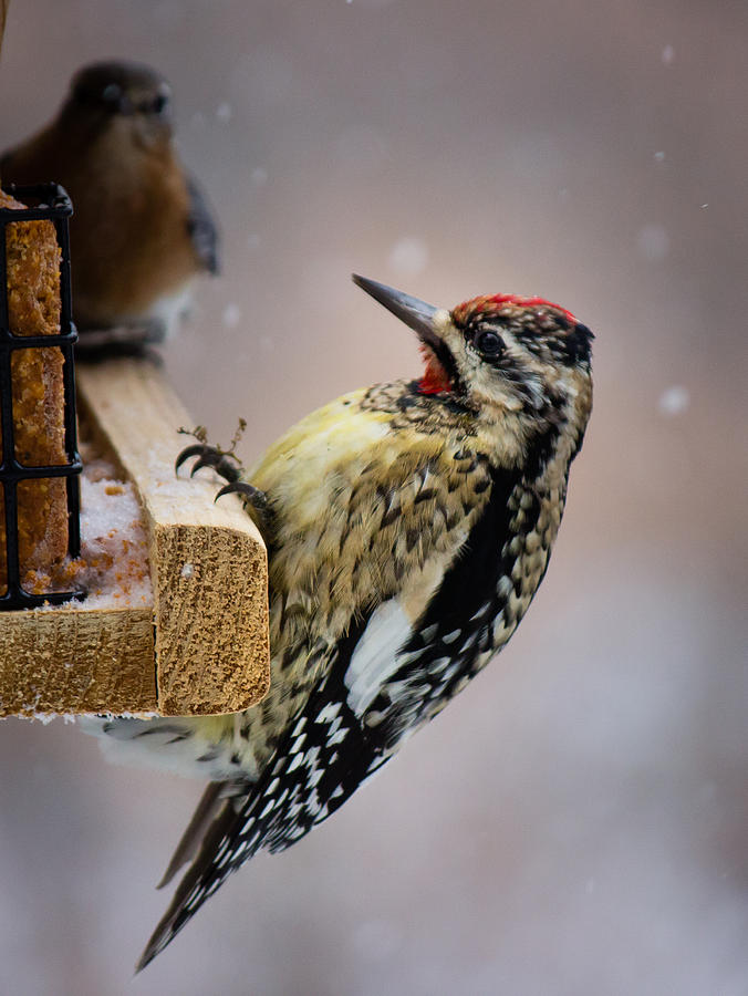 Yellow-bellied Sapsucker Photograph by Christy Cox