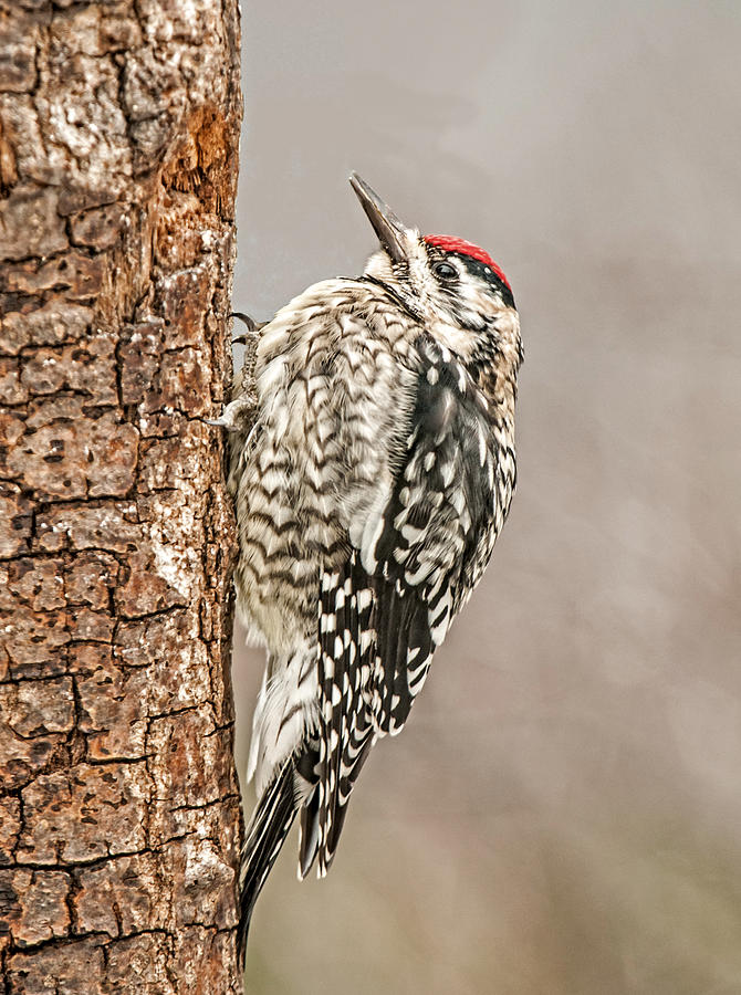 Woodpecker Photograph - Yellow Bellied Sapsucker by Lara Ellis