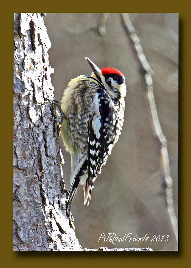 Yellow-bellied Sapsucker Photograph by PJQandFriends Photography