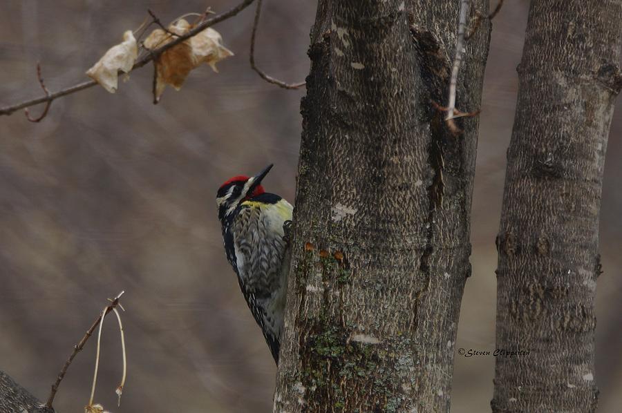 Yellow-bellied Sapsucker Photograph by Steven Clipperton