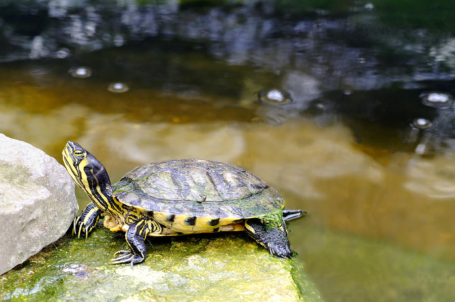 Yellow Bellied Slider Turtle Photograph by Rod Johnson