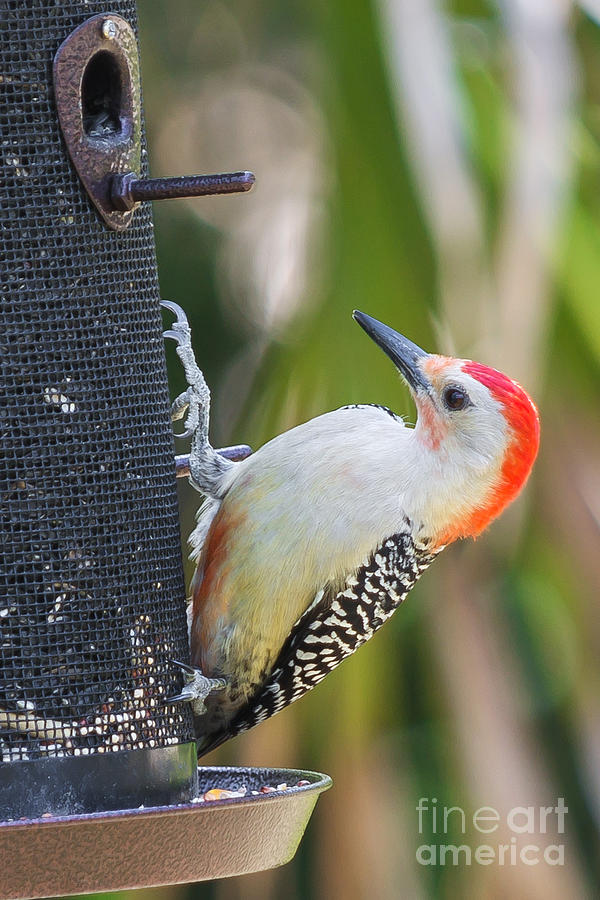 Yellow-Bellied Woodpecker Photograph by Anne Kitzman