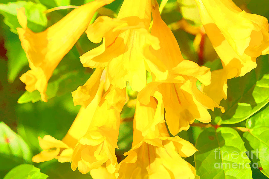 Flower Photograph - Yellow Bells by Audreen Gieger