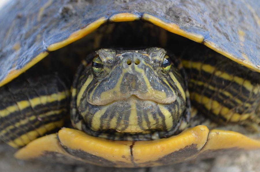 Yellow Belly Photograph by Bridget Guilliot - Fine Art America