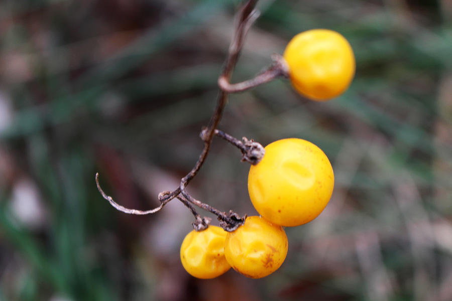 Yellow Berries From the Early Winter Prairie Series Photograph by Verana Stark