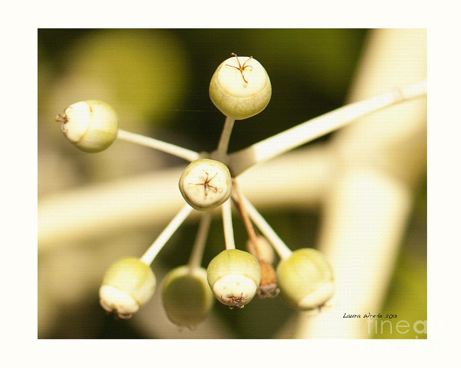 Flower Photograph - Yellow Berries by Artist and Photographer Laura Wrede