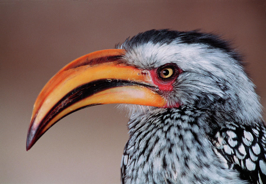 Wildlife Photograph - Yellow-billed Hornbill by Tony Camacho/science Photo Library