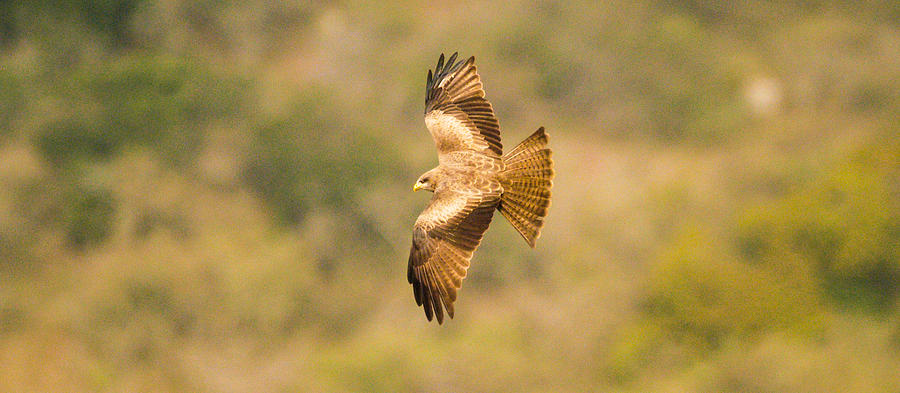 Yellow billed Kite 7 Photograph by Alistair Lyne