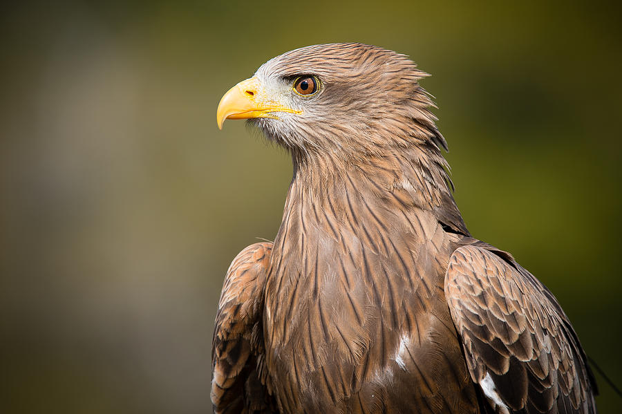 Eagle Photograph - Yellow-billed Kite by Chris Smith