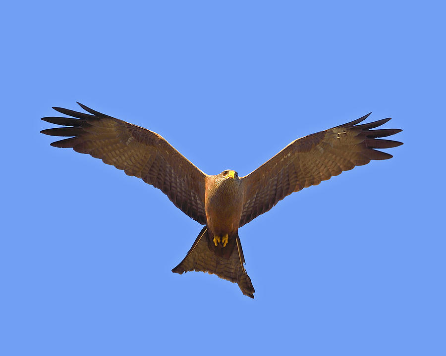Yellow-billed Kite Photograph by Tony Beck