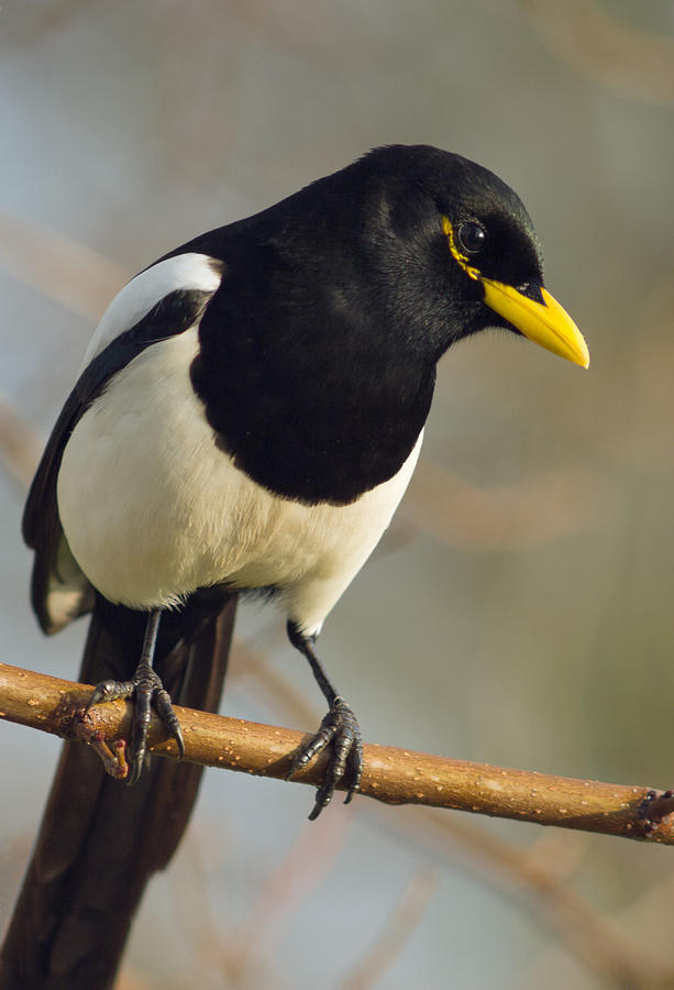 magpie sacramento twobird magpie sacramento twobird