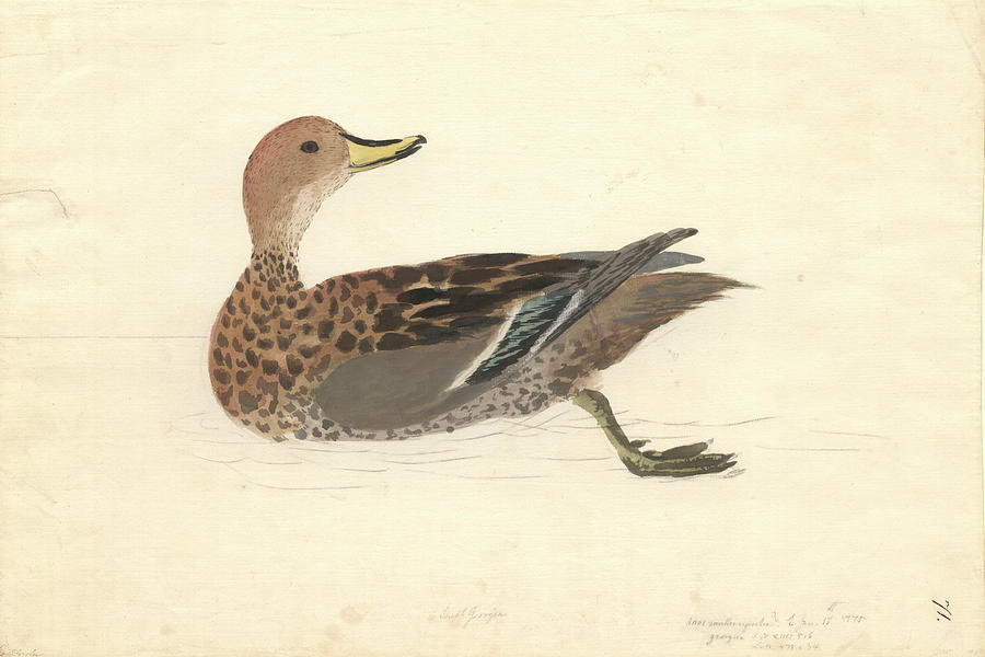 Duck Photograph - Yellow-billed Pintail by Natural History Museum, London
