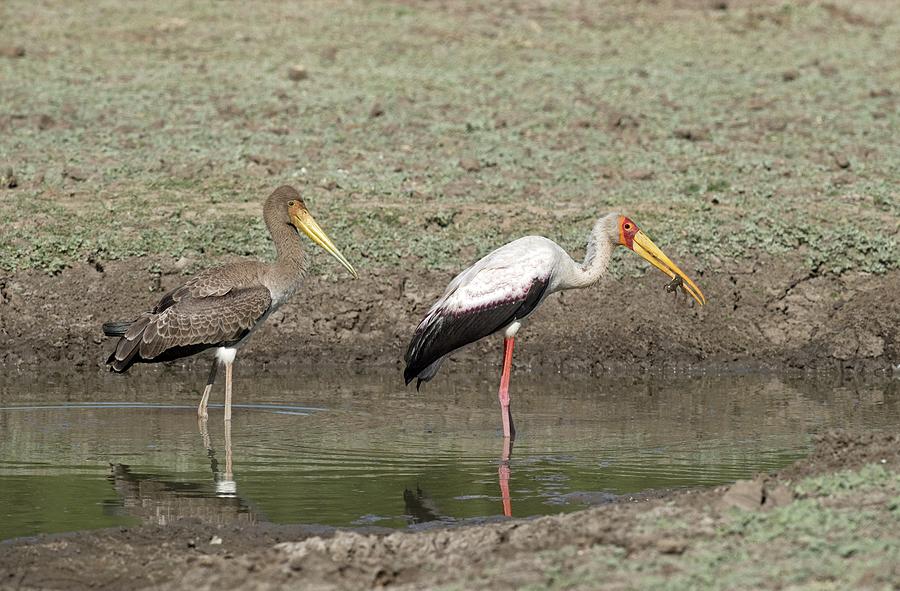 Nature Photograph - Yellow-billed Stork Juvenile With Adult by Tony Camacho