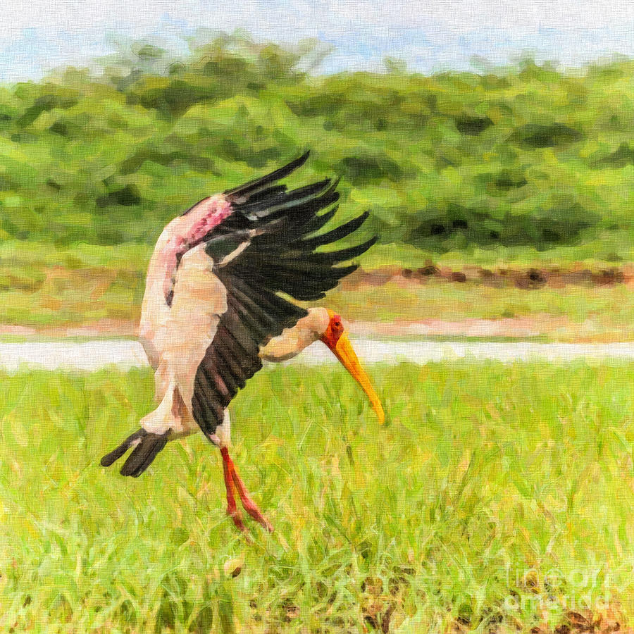 Yellow-billed Stork Digital Art by Liz Leyden