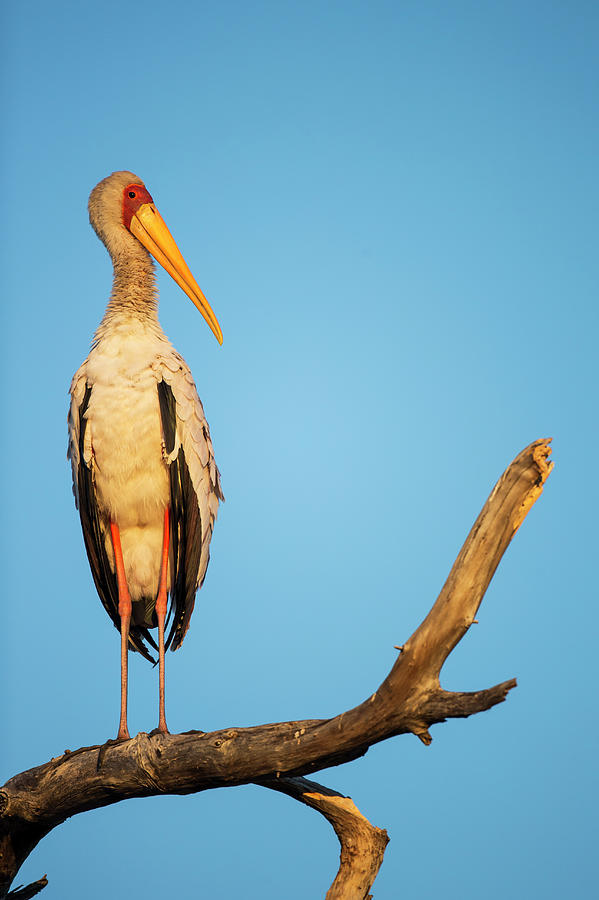 Yellow Billed Stork, Moremi Game Photograph by Paul Souders