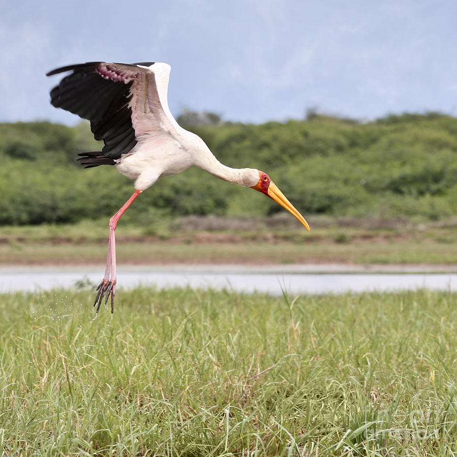 Nature Photograph - Yellow-billed Stork  Mycteria ibis by Liz Leyden