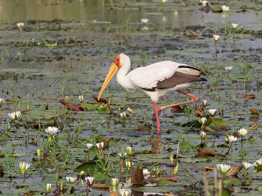 Nature Photograph - Yellow-billed Stork Mycteria Ibis by Panoramic Images