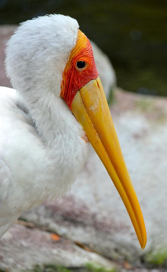 Yellow Billed Stork Photograph by Richard Bryce and Family