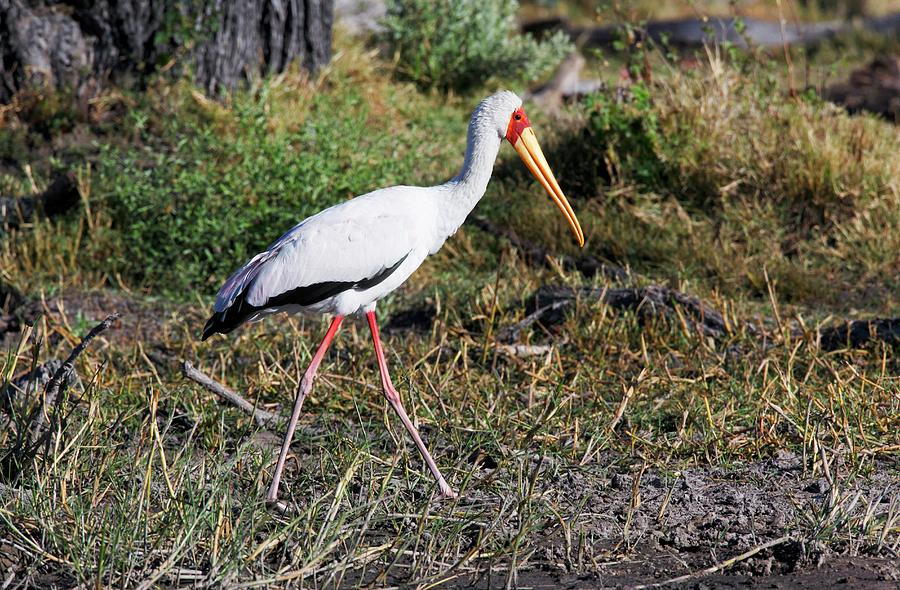 Yellow-billed Stork Photograph by Steve Allen/science Photo Library