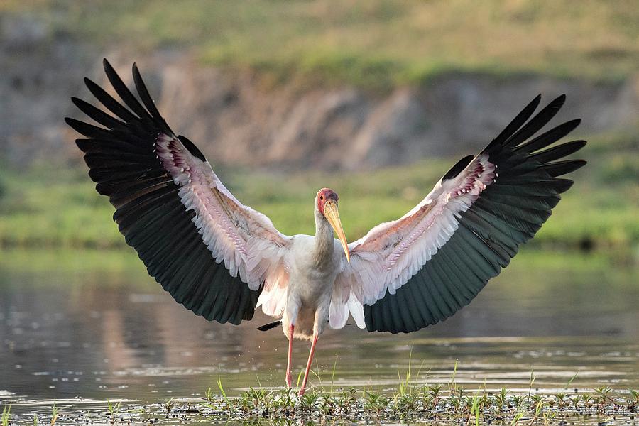 Yellow-billed Stork With Wings Spread Photograph by Tony Camacho/science Photo Library