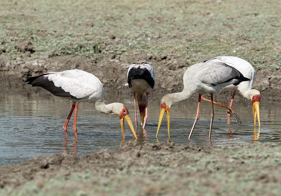 Yellow-billed Storks Foraging Together Photograph by Tony Camacho