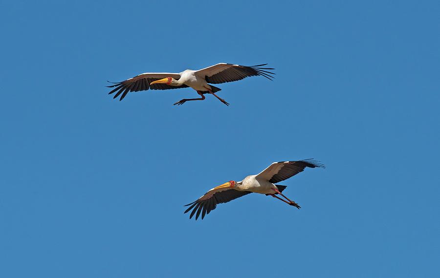 Yellow-billed Storks In Flight Photograph by Tony Camacho
