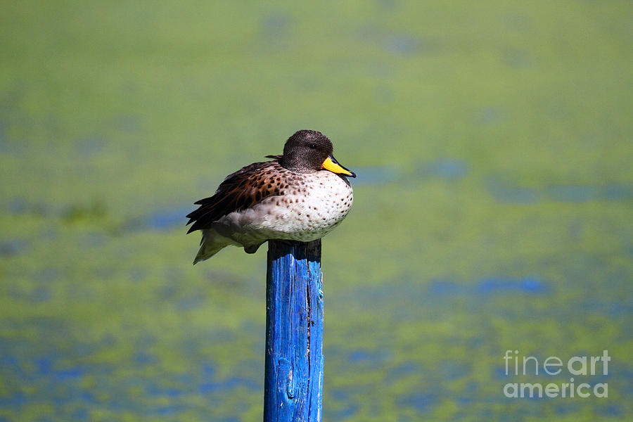Yellow billed teal Photograph by James Brunker