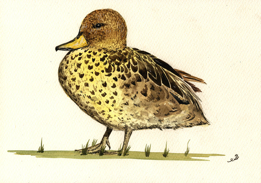 Duck Painting - Yellow billed Teal  by Juan  Bosco