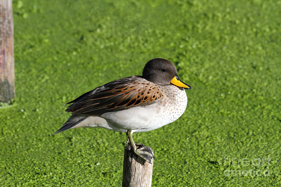Yellow billed teal portrait Photograph by James Brunker