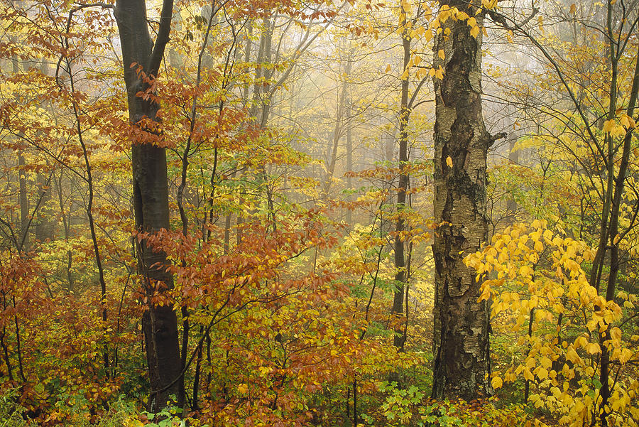 Yellow Birch in Autumn Vermont Photograph by Tim Fitzharris