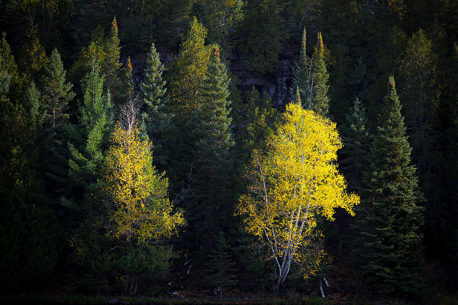 Yellow Birch Photograph by Jakub Sisak