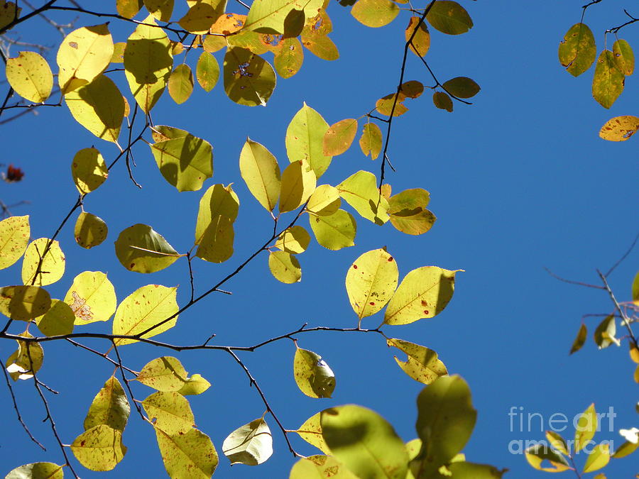 Yellow Birch Leaves Photograph by Sharon Woerner
