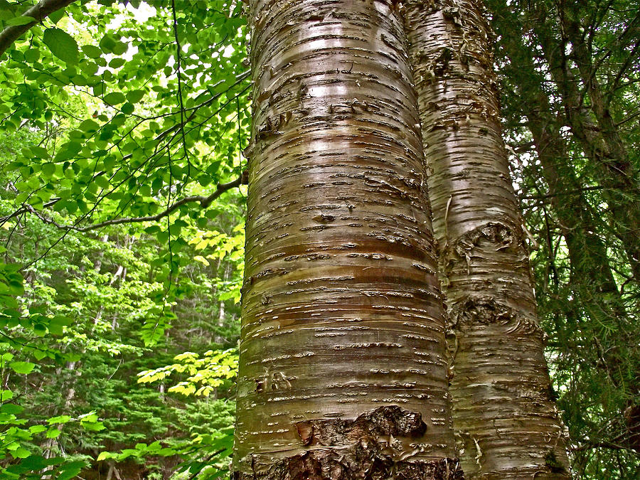 Yellow Birch Near La Chute in Forillon National Park, Quebec, Canada Photograph by Ruth Hager